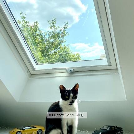 Photo 1/1 Chat retrouvé Perdu à Verneuil Sur Seine