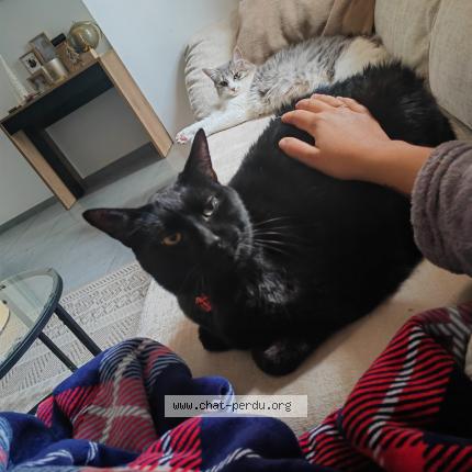 Photo de chat perdu à La Fare Les Oliviers