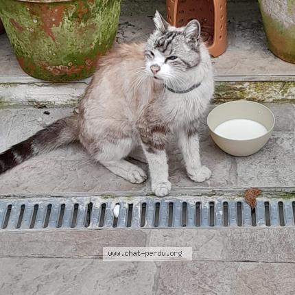 Photo 1/1 Chat retrouvé Perdu à Villemomble