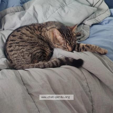 Photo 1/1 Chat retrouvé Perdu à Fouesnant