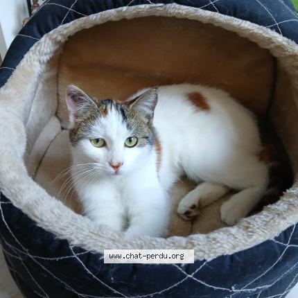Photo 1/1 Chat retrouvé Perdu à Enghien Les Bains