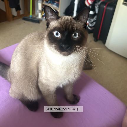 Photo 1/1 Willow Chat perdu à Saint philbert de grand lieu