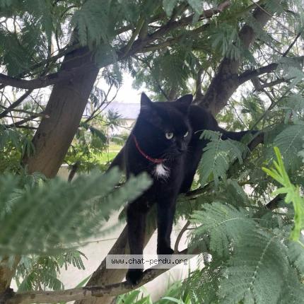 Photo de chat perdu à Ecouflant