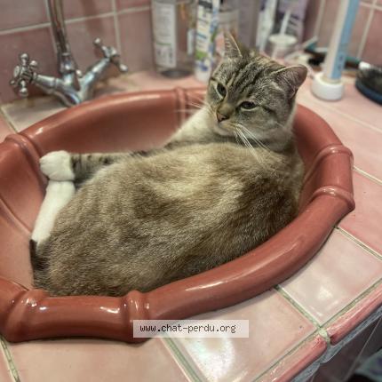 Photo 1/1 Popeye Chat perdu à Bains sur oust