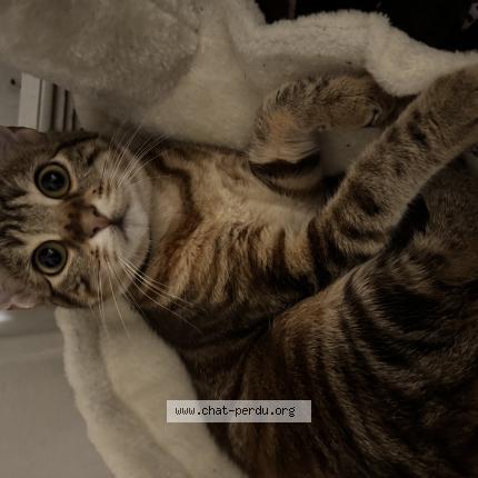 Photo 1/1 Garfielda Chat perdu à Houilles