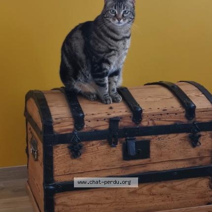 Photo 1/1 Penelope Chat perdu à Le bec thomas