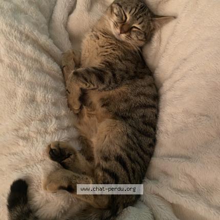 Photo de chat perdu à Bouchamps Les Craon