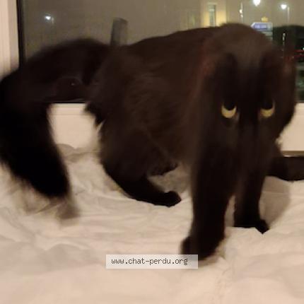 Photo de chat perdu à Sausheim