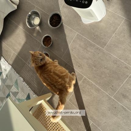 Photo 1/1 Moon Chat perdu à Yzeure