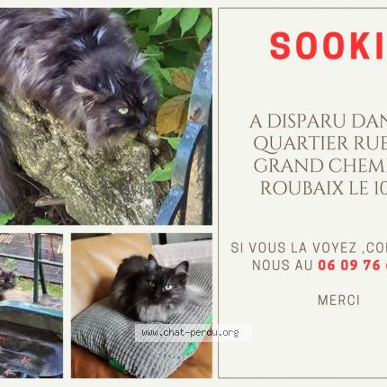 Photo de chat perdu à Roubaix