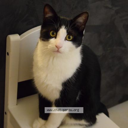 Photo de chat perdu à Breal Sous Montfort