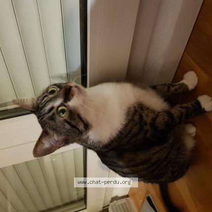 Photo de chat perdu à Levignac