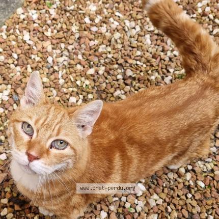 Photo 1/1 Chat retrouvé Trouvé à Le Pouliguen