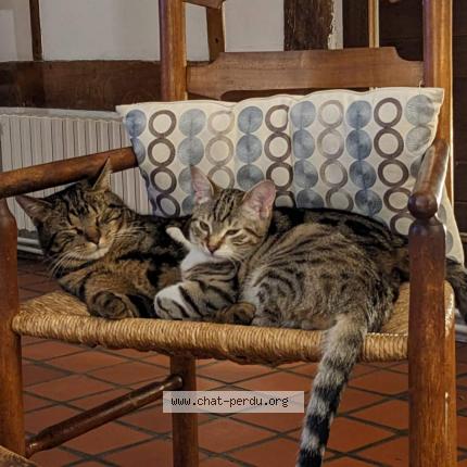 Photo 1/1 TITUS Chat perdu à Caumont