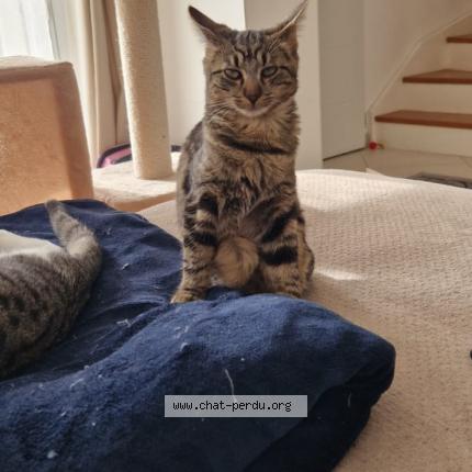 Photo 1/1 Titoune Chat perdu à Breuillet
