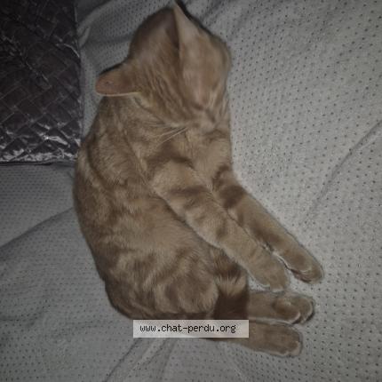 Photo 1/2 Milo Chat perdu à Saint viaud