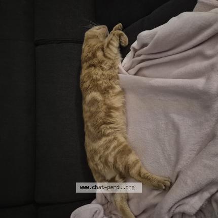 Photo 2/2 Milo Chat perdu à Saint viaud