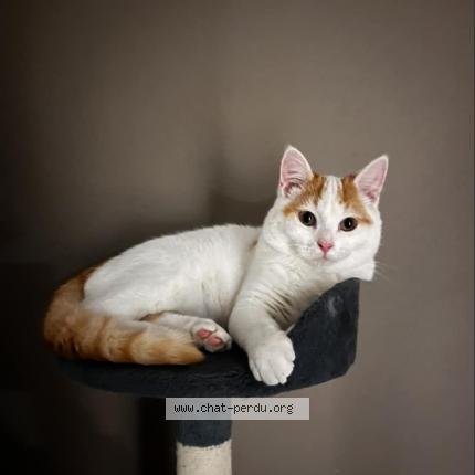 Photo de chat perdu à Puy De Serre
