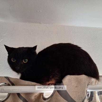 Photo 1/1 Miss Chat perdu à Istres