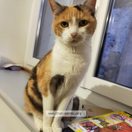 Photo 1/1 Chat retrouvé Perdu à Saint jean de la ruelle