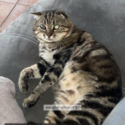 Photo 1/1 Doudou Chat perdu à Busque