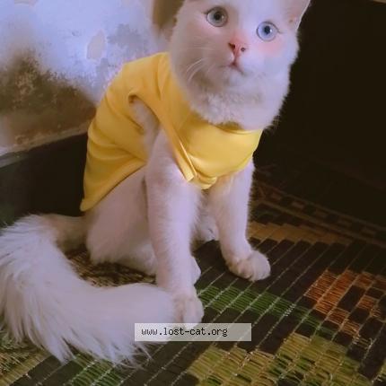 Photo 1/1 Sheru Chat perdu à Shahdara lahore