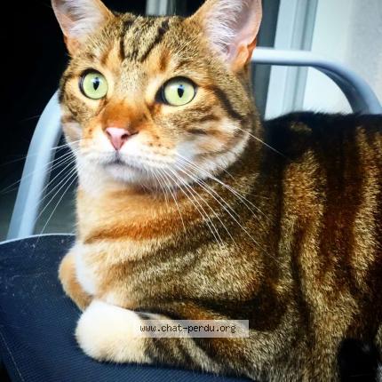 Photo 1/1 Chabin Chat perdu à Meyzieu