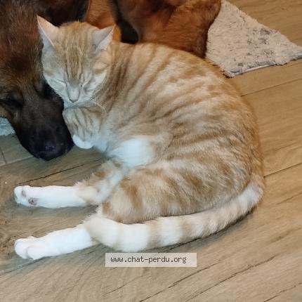 Photo 1/1 Guizmo Chat perdu à Les damps