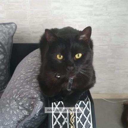 Photo 1/1 Louna Chat perdu à Nantes