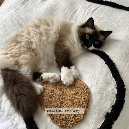 Photo de chat perdu à Angers