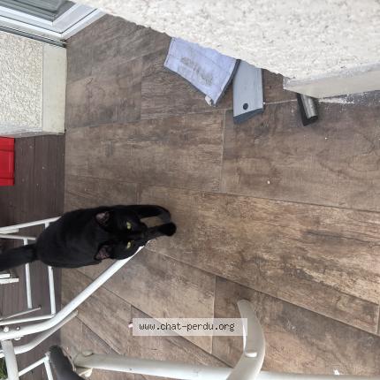 Photo 1/1 Milo Chat perdu à La motte servolex 73290