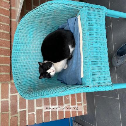 Photo 2/2 Chat retrouvé Trouvé à Anzin St Aubin