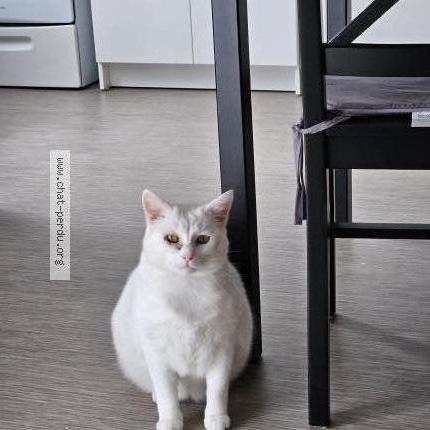 Photo de chat perdu à Meral