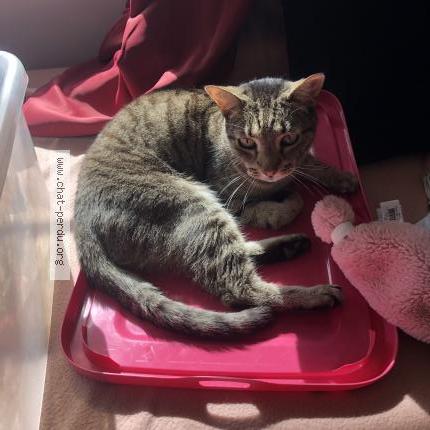 Photo de chat perdu à 38100 Grenoble