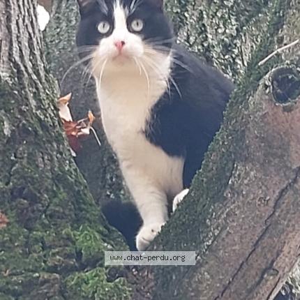 Photo de chat perdu à Venissieux