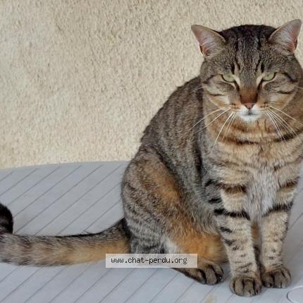 Photo de chat perdu à Lugos