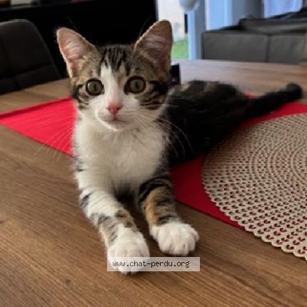 Photo de chat perdu à Montferrand