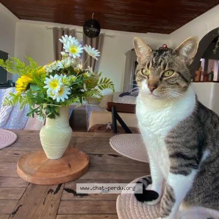 Photo 1/1 Mango Chat perdu à Montauroux