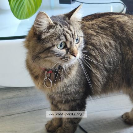 Photo de chat trouvé à Clichy Sous Bois