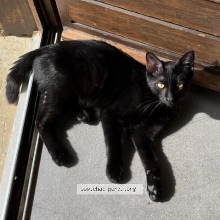 Photo de chat perdu à Prelenfrey