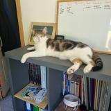 Photo de chat perdu à Saint Martin Le Beau