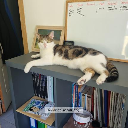 Photo 1/1 Chat retrouvé Perdu à Saint martin le beau