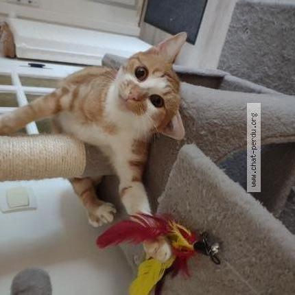 Photo de chat perdu à Grosmagny