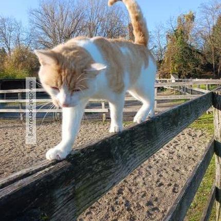 Photo 1/1 Mäxli Chat perdu à St louis