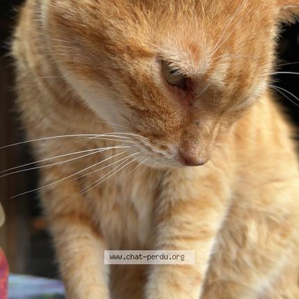 Photo 1/1 Boomerang Chat perdu à Moulins