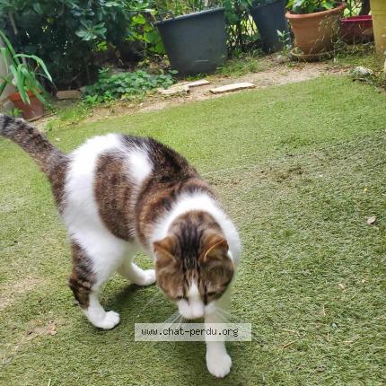 Photo 1/1 Louna Chat perdu à Nimes