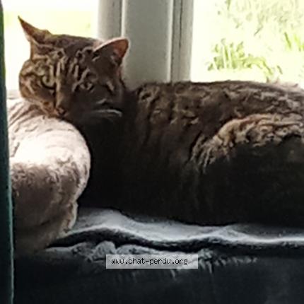 Photo 1/1 Samba Chat perdu à Ucel