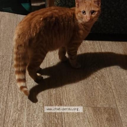 Photo 1/1 Nestor Chat perdu à La roche sur foron