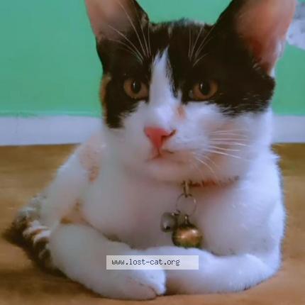 Photo 1/1 Kittu Chat perdu à Delhi