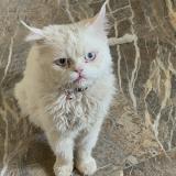 Photo de chat perdu à Coimbatore